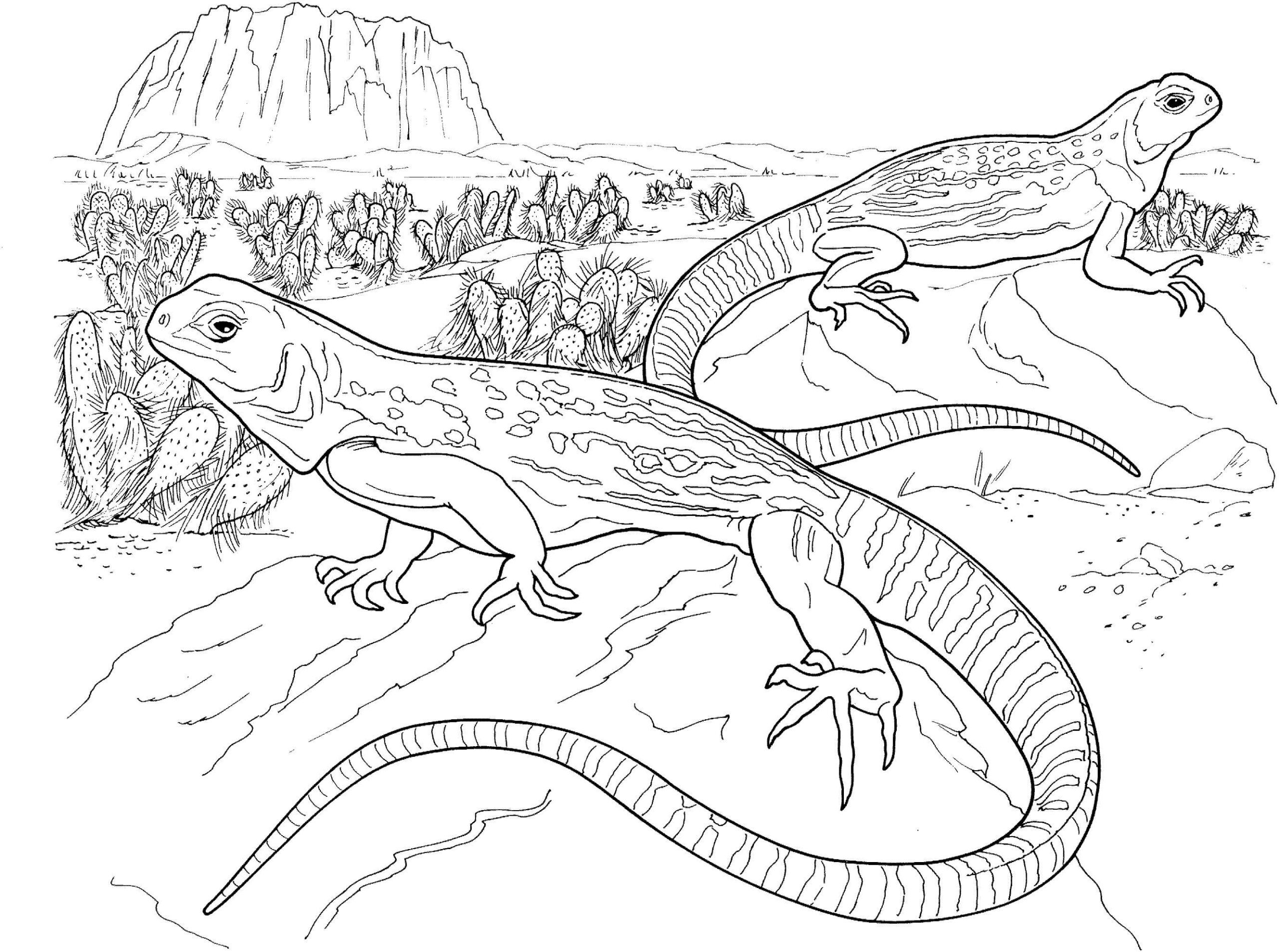 Dibujo de Dos Geckos en el Desierto Scaled para Colorear