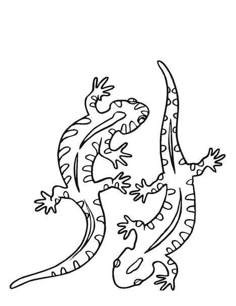 Dibujo de Dos Geckos para Colorear