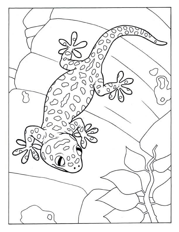 Dibujo de Dulce Gecko para Colorear