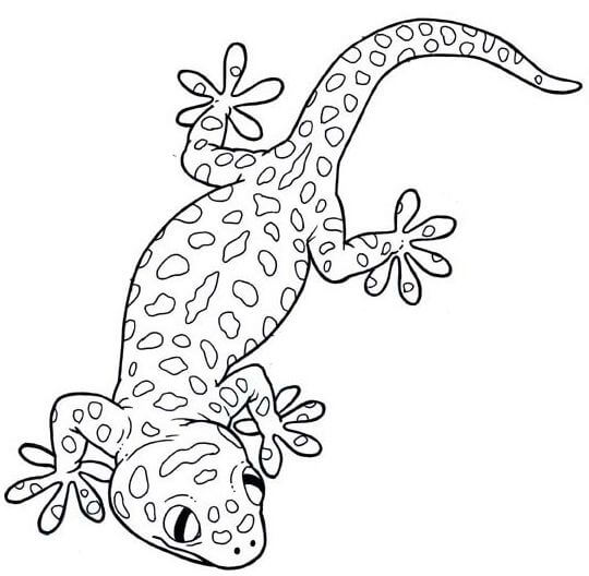 Dibujo de Gecko Bsico para Colorear