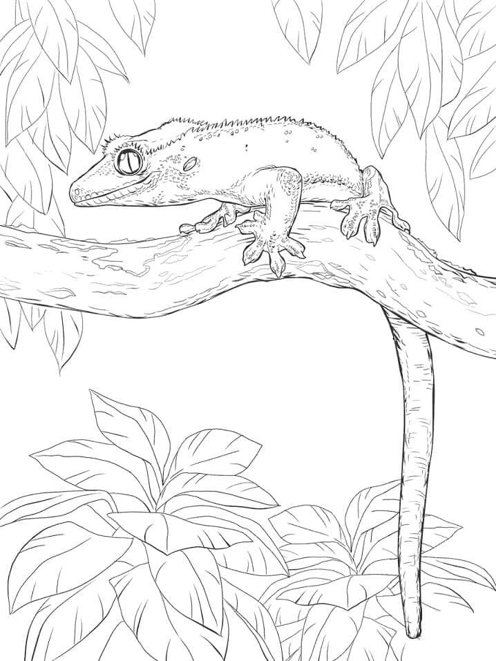 Dibujo de Gecko Crestado para Colorear