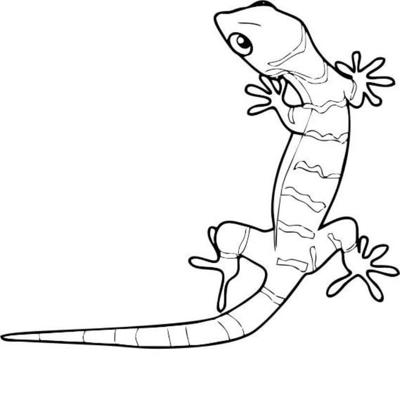 Dibujo de Gecko Impresionante para Colorear