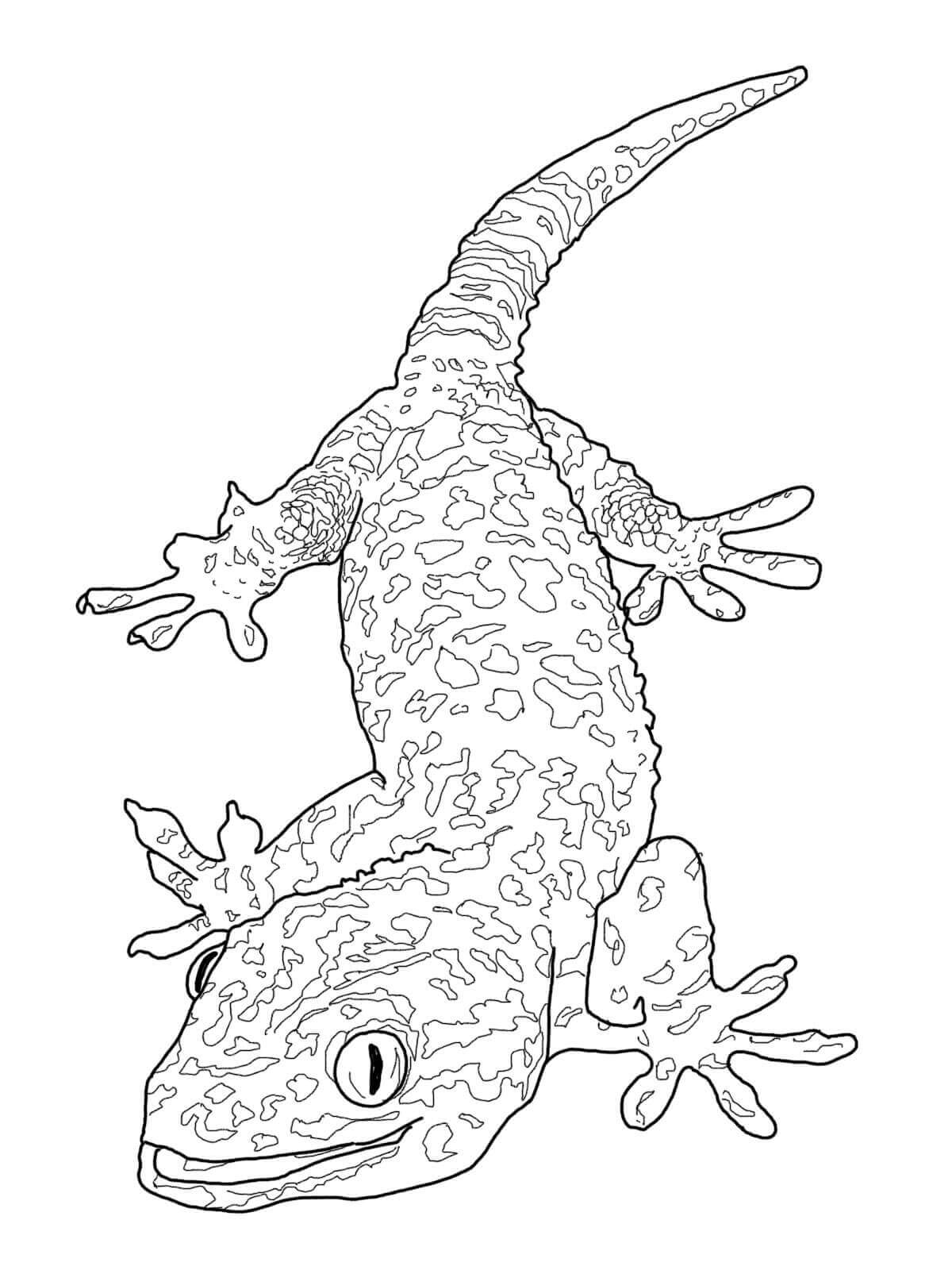Dibujo de Gecko Normal para Colorear