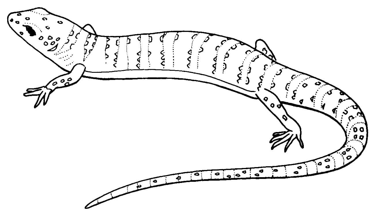 Dibujo de Gecko Perfecto para Colorear