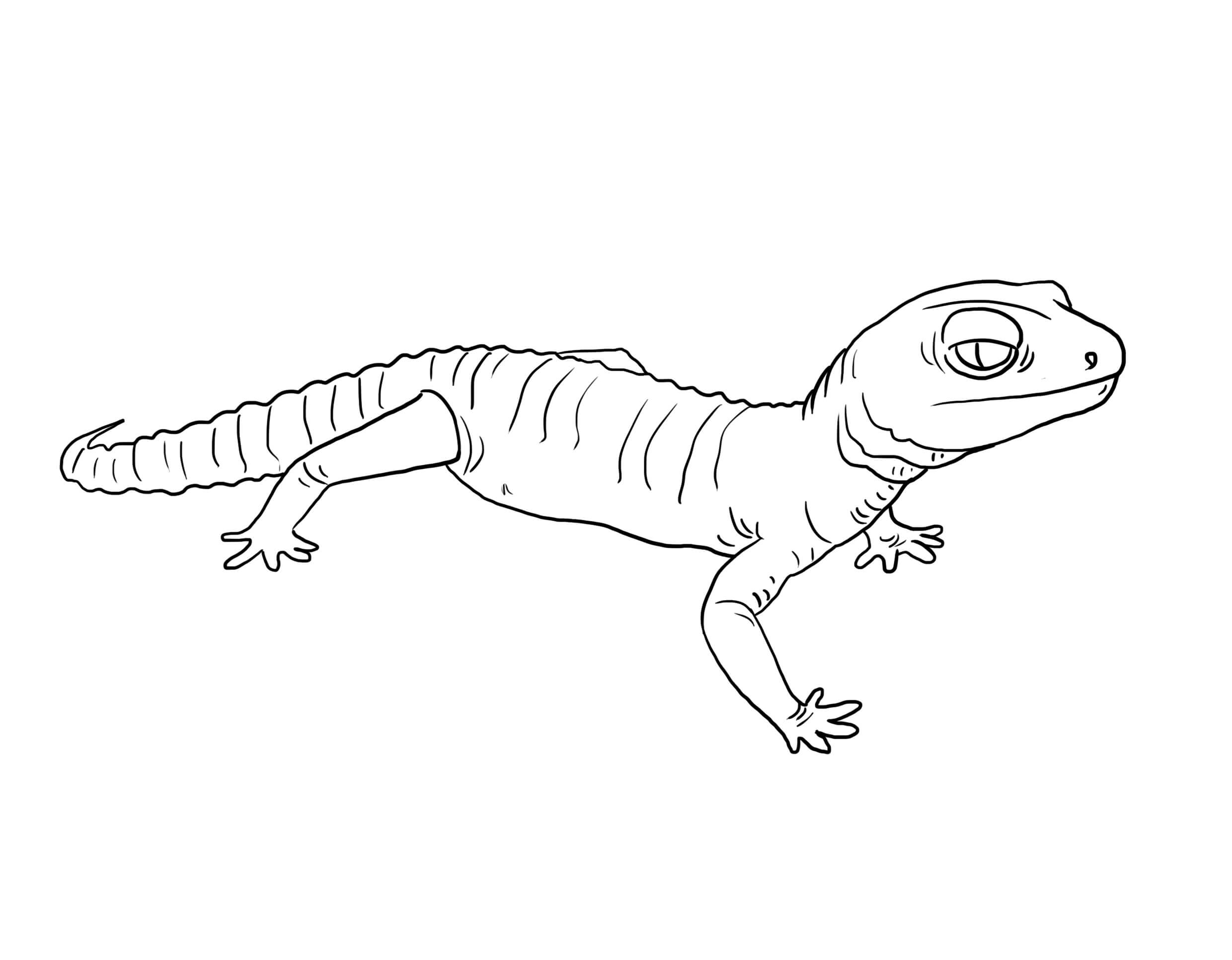 Dibujo de Gecko Simple para Colorear