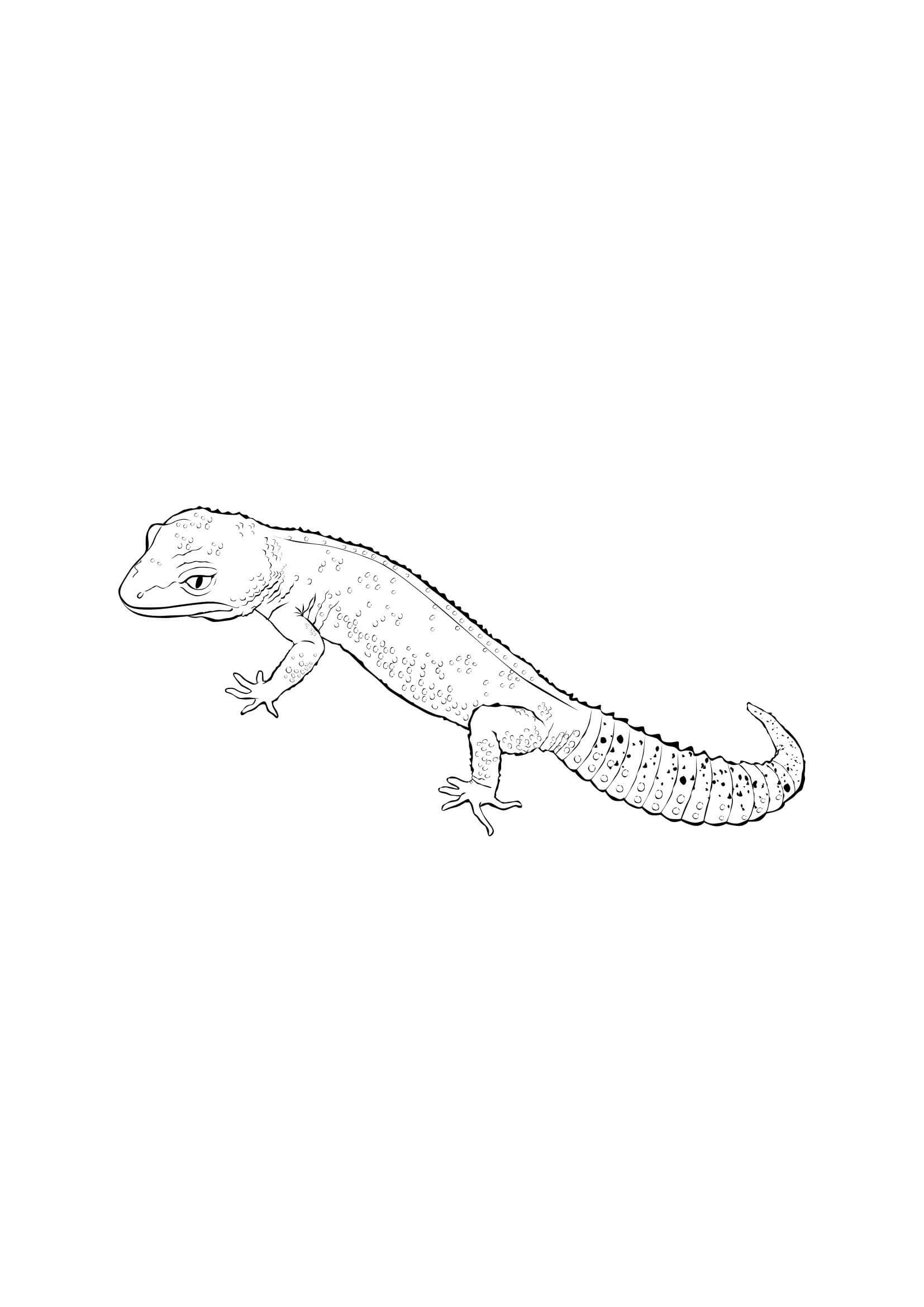 Dibujo de Gecko de Cola Gorda para Colorear