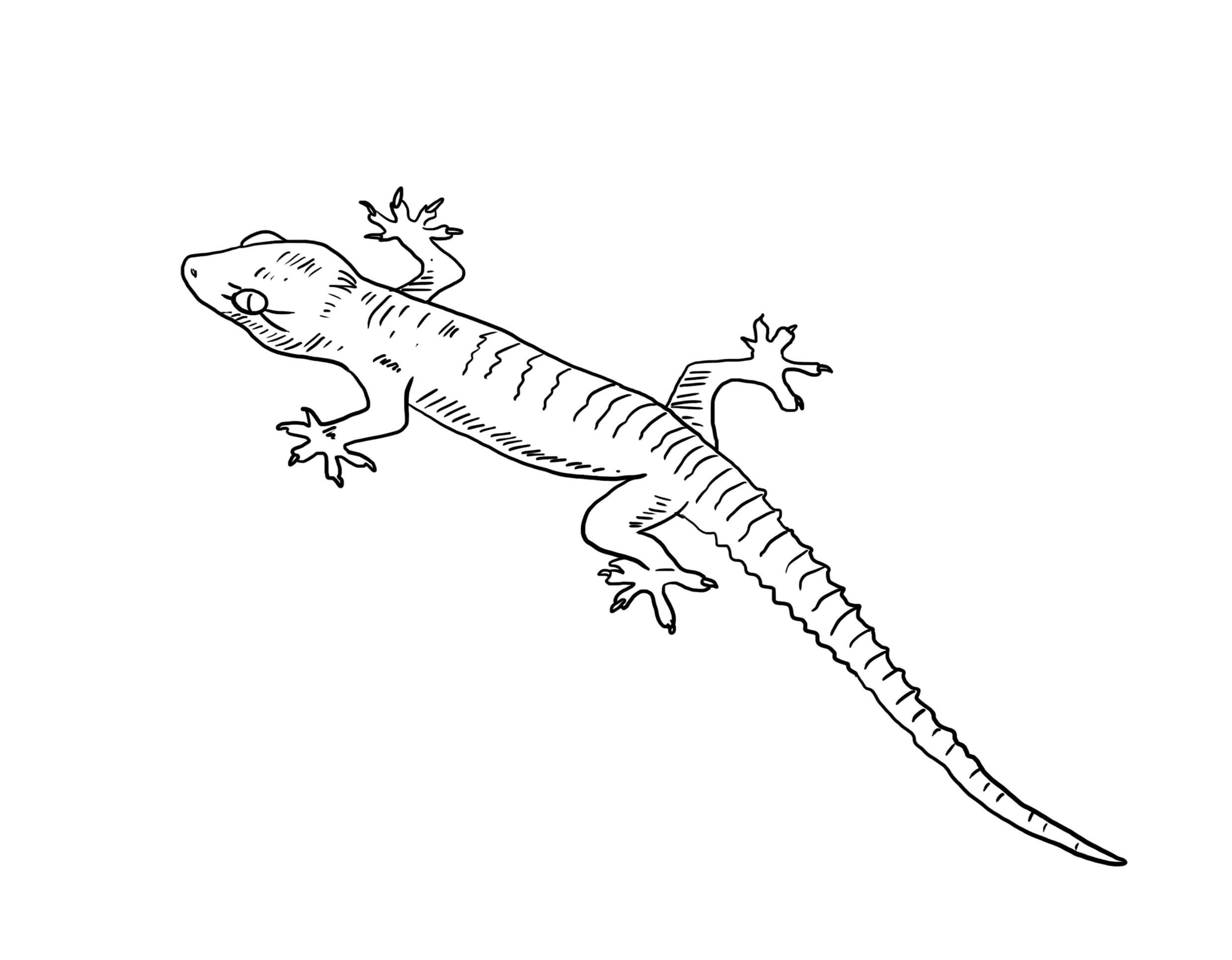 Dibujo de Gran Gecko para Colorear