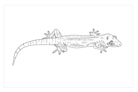 Dibujo de Idea Libre de Gecko para Colorear