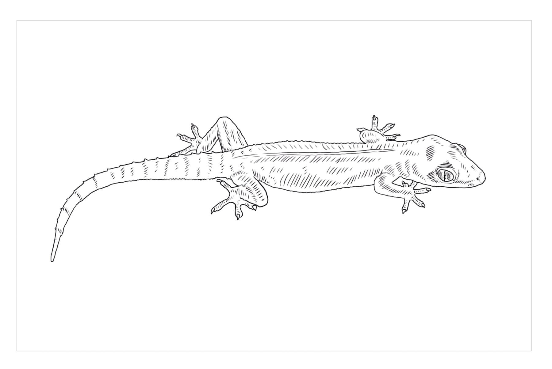 Dibujo de Idea Libre de Gecko para Colorear
