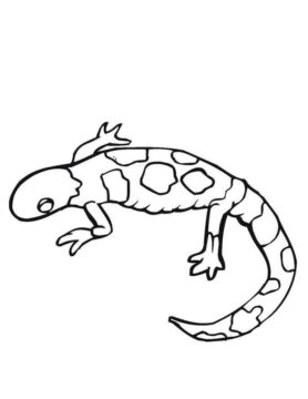 Dibujo de Imgenes Gratis de Gecko para Colorear