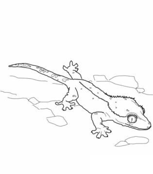 Dibujo de Lagarto Gecko Crestado para Colorear