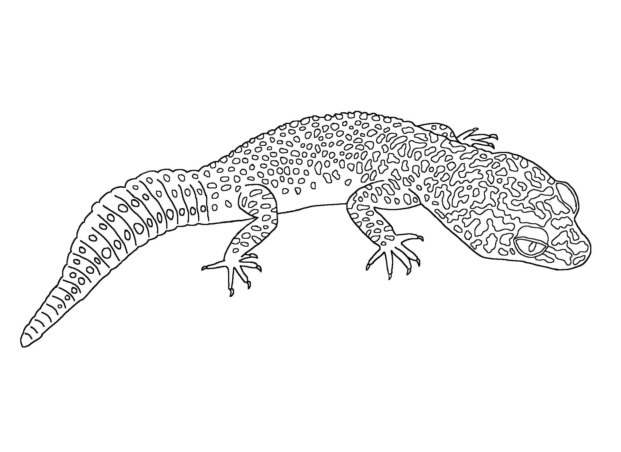 Dibujo de Leopardo Gecko para Colorear