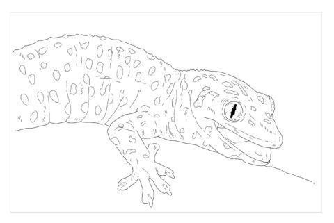 Dibujo de Tokay Gecko para Colorear