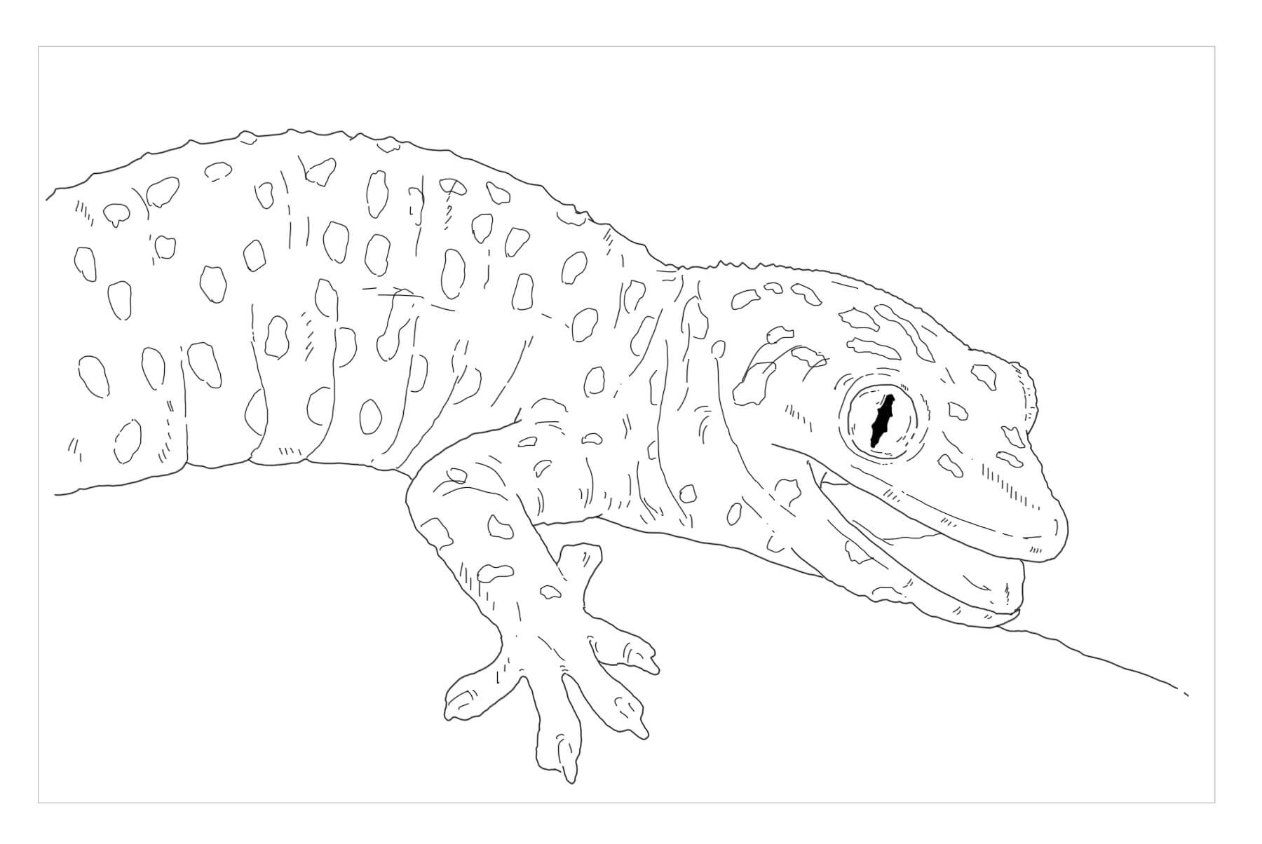 Dibujo de Tokay Gecko para Colorear