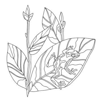 Dibujo de Una Rana con Hojas de Jengibre para Colorear