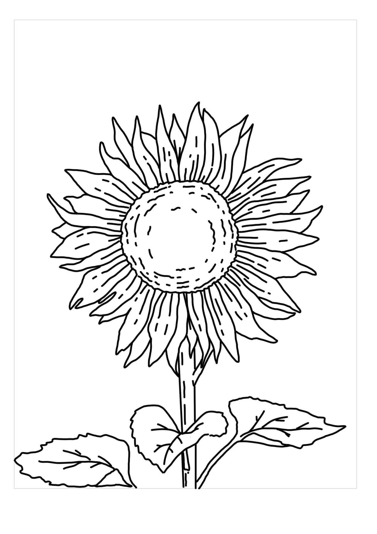 Dibujo de Bonito Girasol para Colorear
