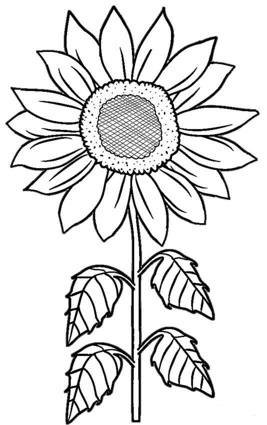 Dibujo de Girasol 1 para Colorear