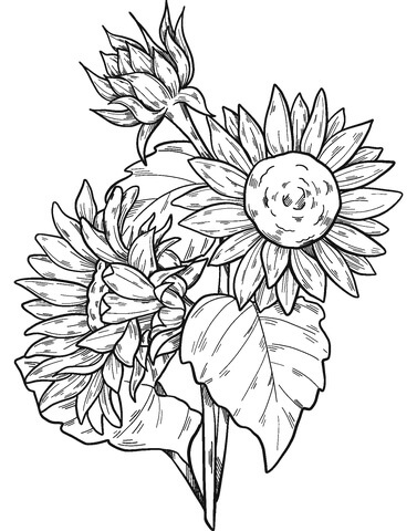 Dibujo de Girasol 3 para Colorear