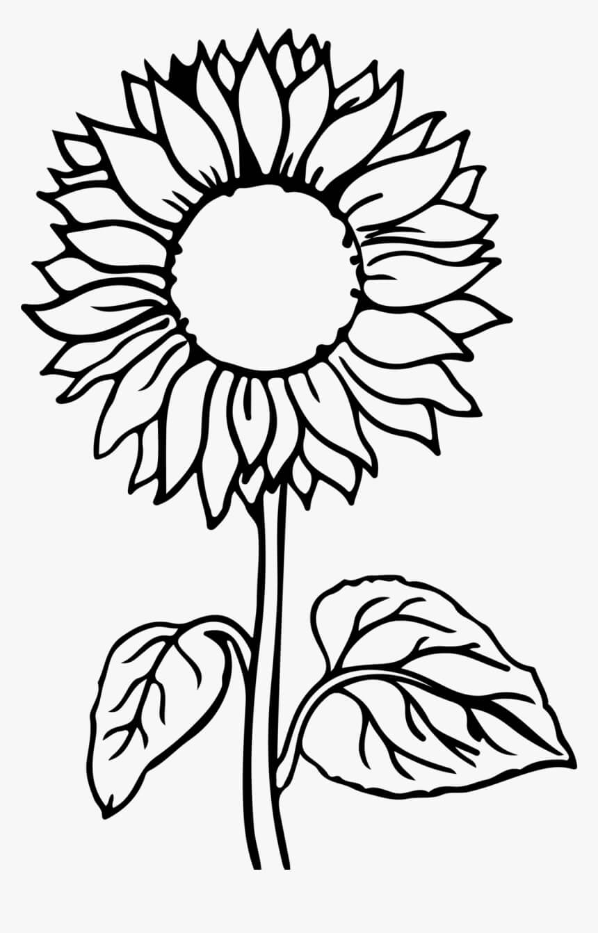 Dibujo de Girasol Normal para Colorear