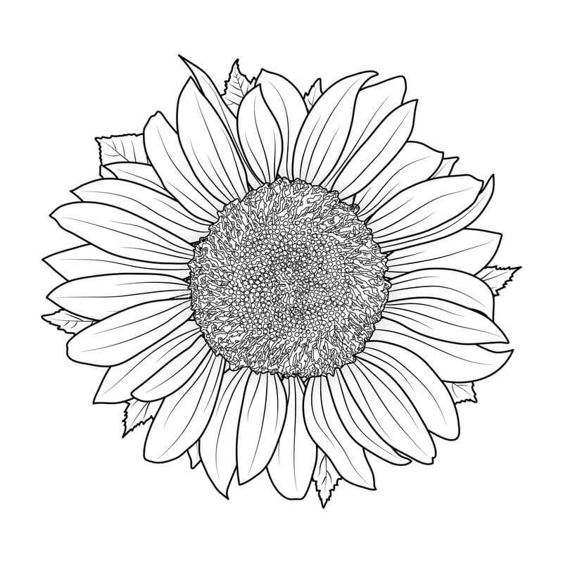 Dibujo de Girasol Simple para Colorear