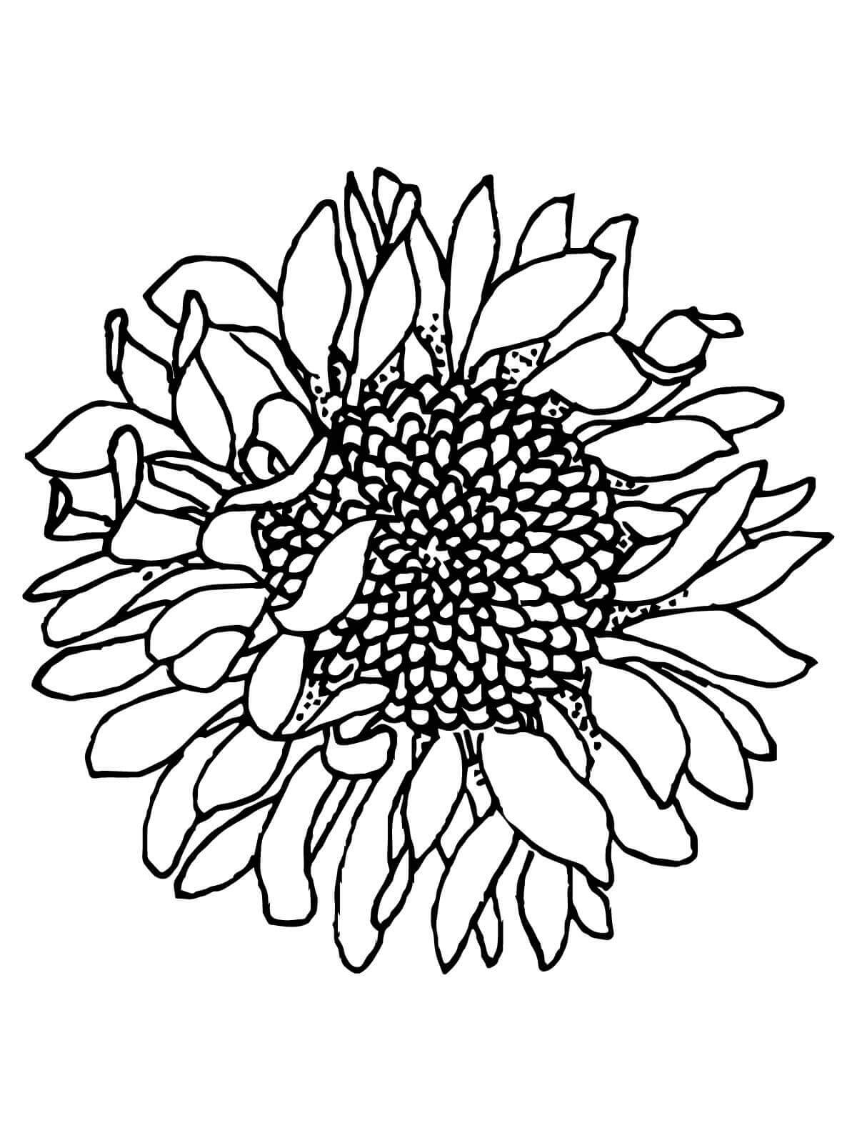 Dibujo de Girasoles Marchitos para Colorear