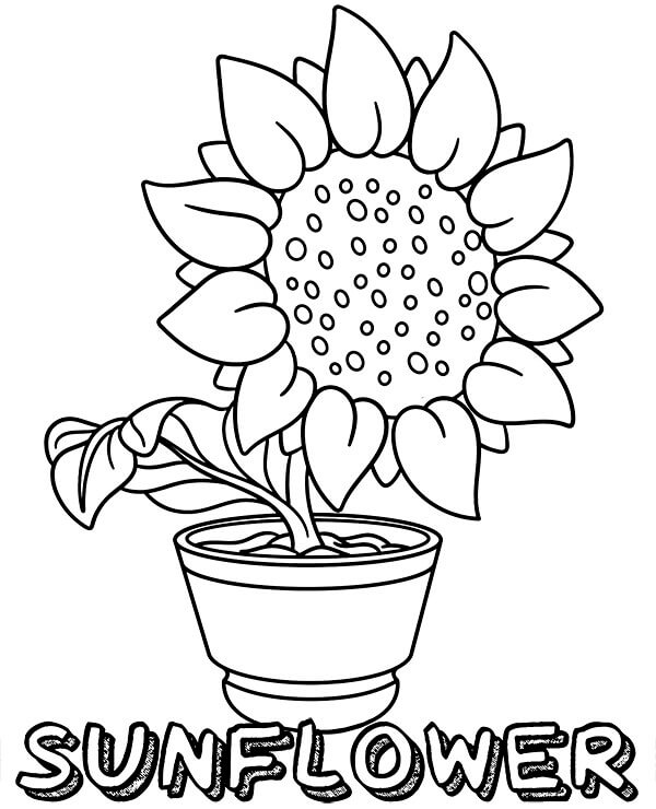 Dibujo de Girasoles en Macetas para Colorear