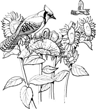 Dibujo de Pjaros y Girasoles para Colorear