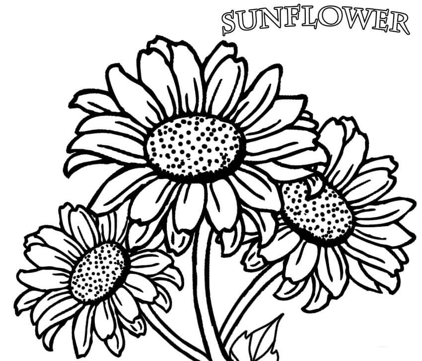 Dibujo de Tres Flores para Colorear