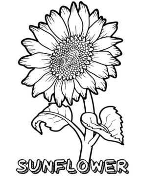 Dibujo de Un Gran Girasol para Colorear