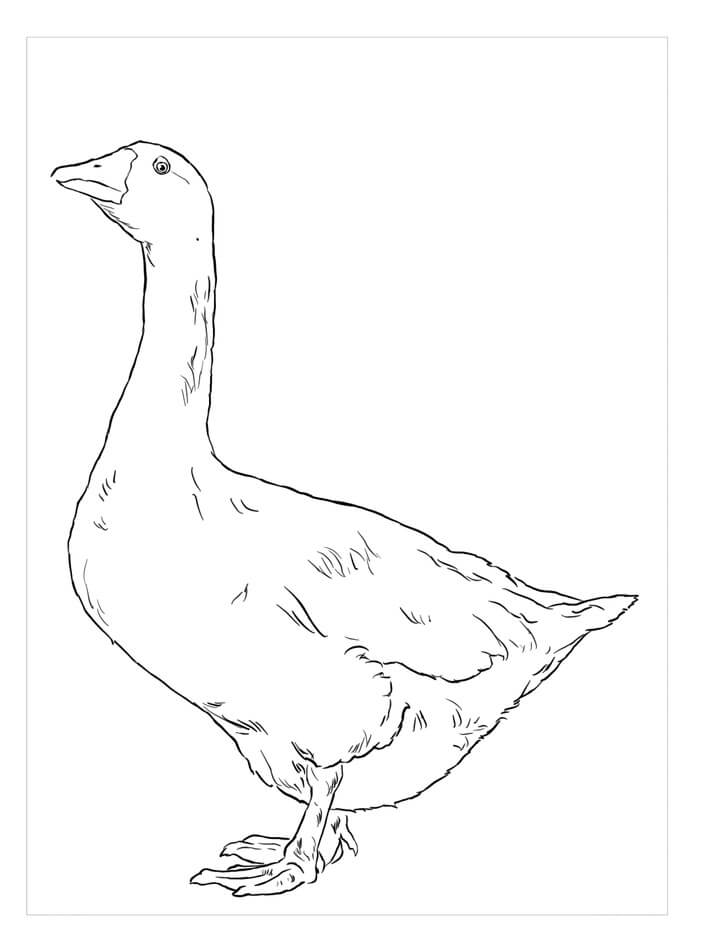 Dibujo de Embden Ganso para Colorear