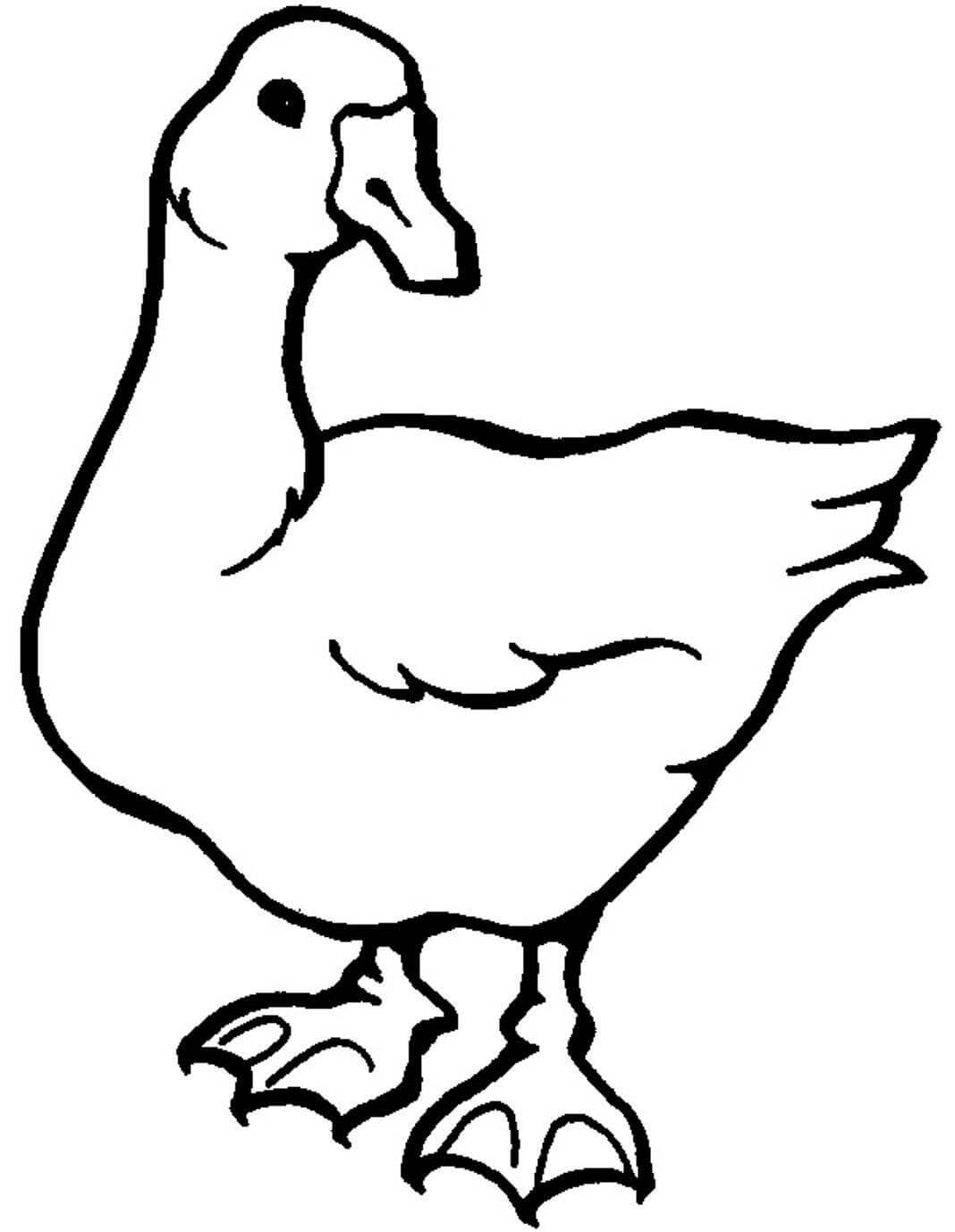 Dibujo de Ganso Blanco para Colorear