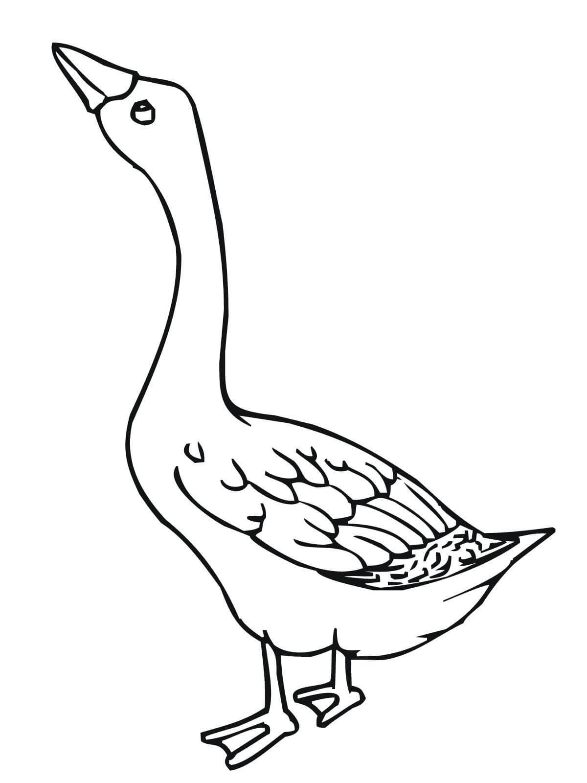 Dibujo de Ganso Bsico para Colorear