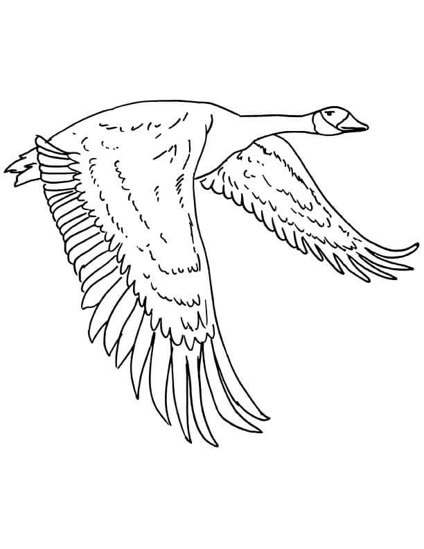 Dibujo de Ganso Canadiense Volando para Colorear
