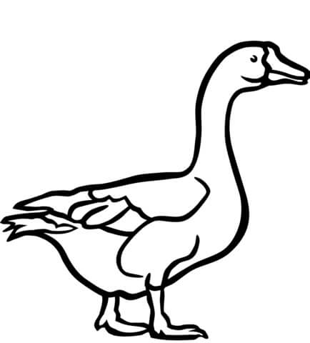 Dibujo de Ganso Normal para Colorear