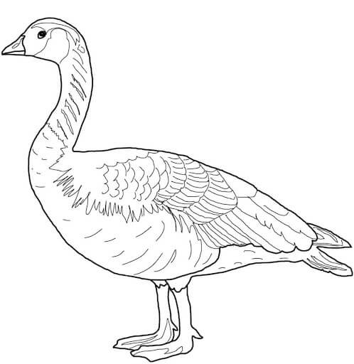 Dibujo de Ganso Salvaje de Canad para Colorear