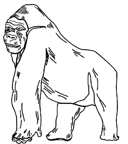 Dibujo de Gorila para Colorear