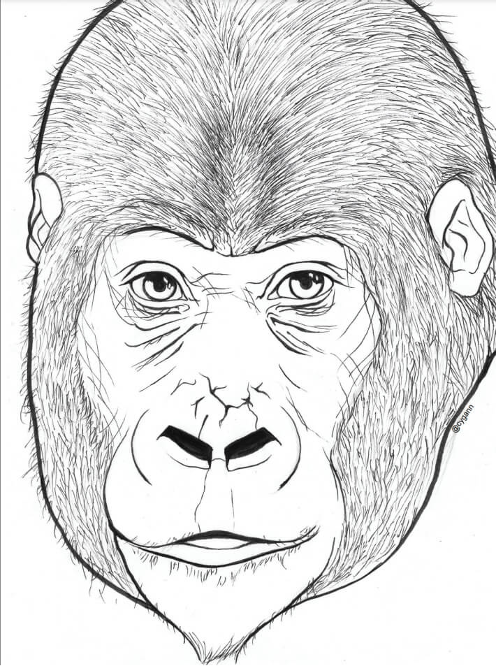 Dibujo de Cabeza de Gorila para Colorear