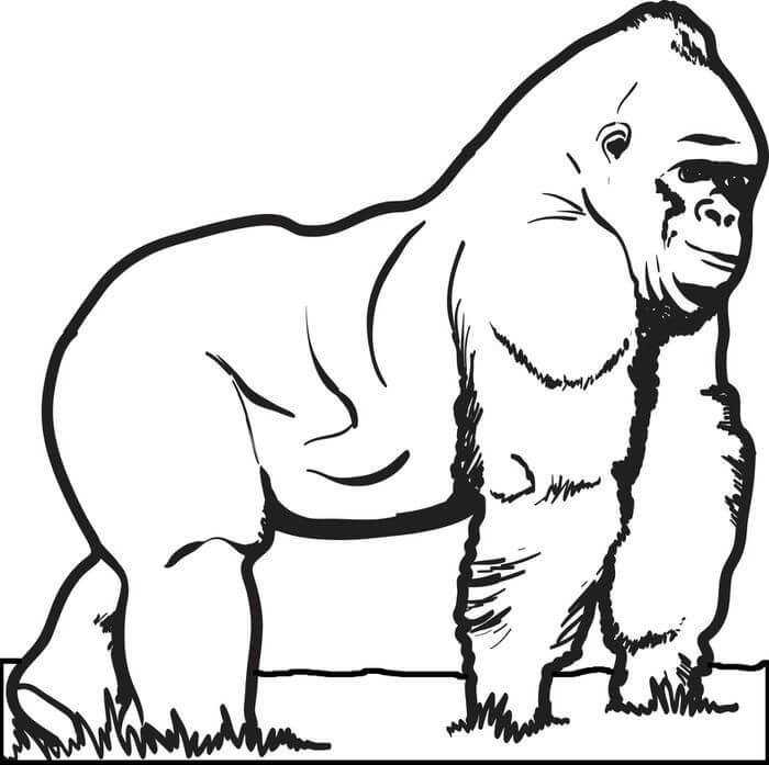 Dibujo de Gorila Bsico para Colorear