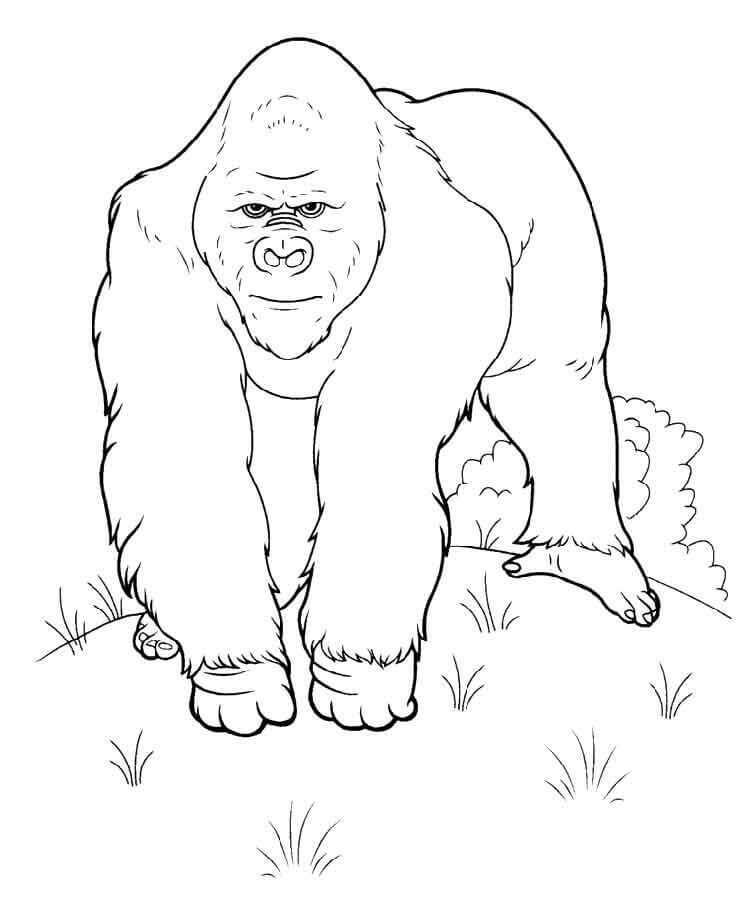 Dibujo de Gorila Impresionante para Colorear
