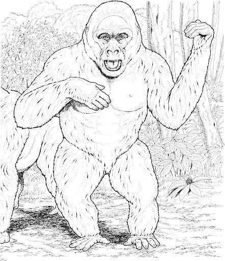 Dibujo de Gorila Imprimible para Colorear