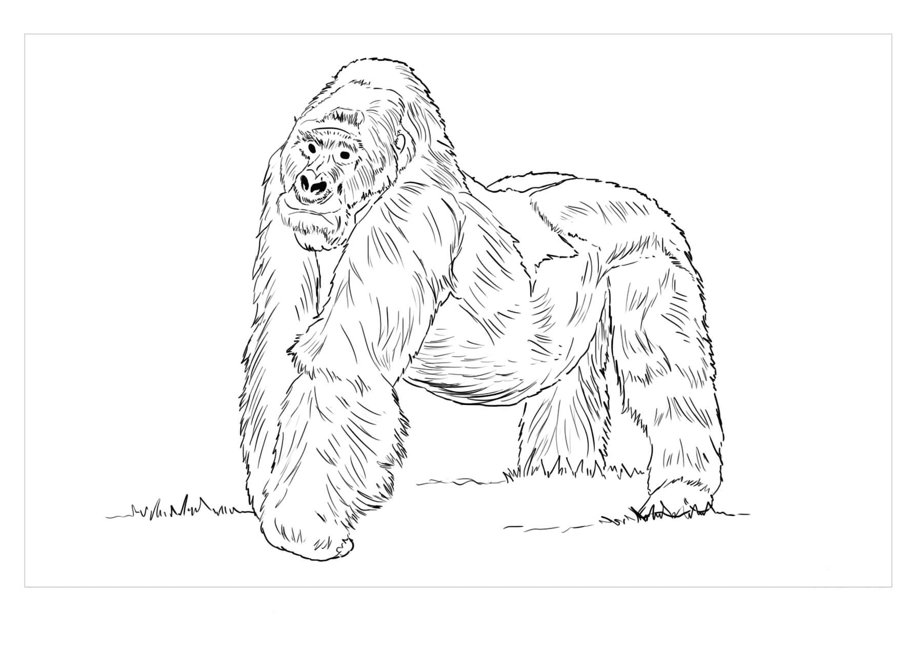 Dibujo de Gorila de Montaa para Colorear