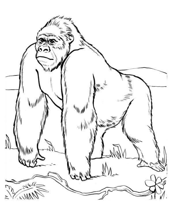 Dibujo de Gran Gorila para Colorear