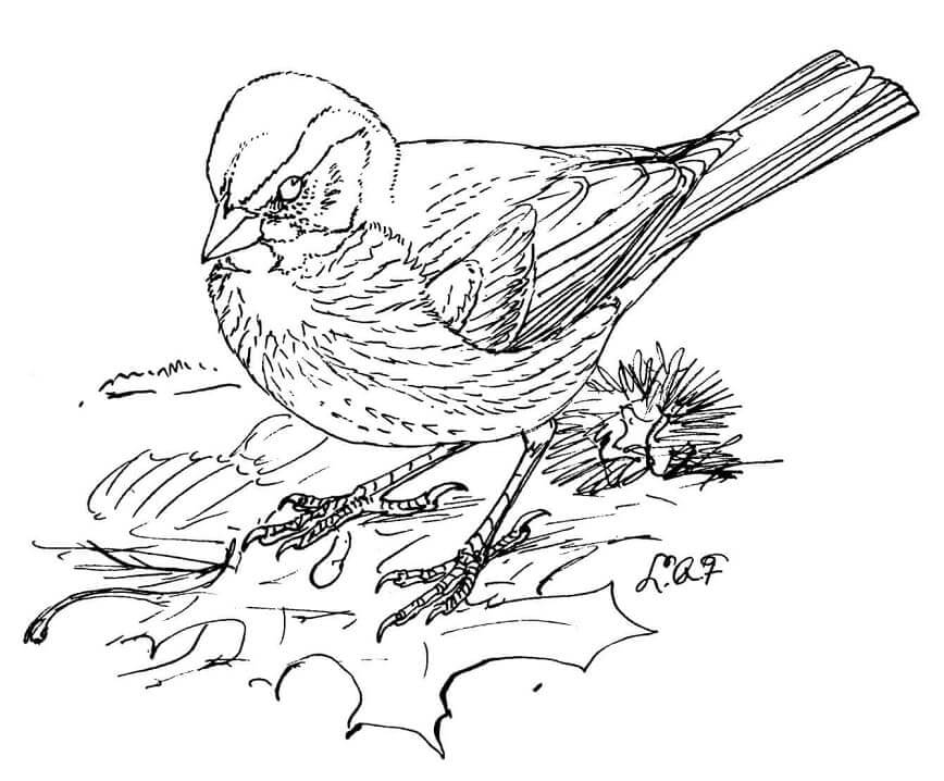 Dibujo de Ataque de Gorrin para Colorear