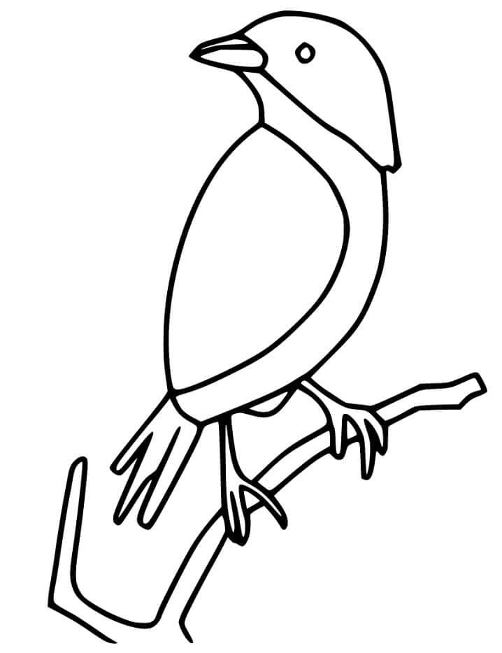 Dibujo de Bonito Gorrin para Colorear