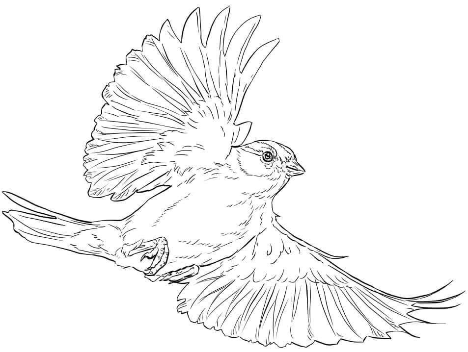 Dibujo de Chipping Gorrin Volando para Colorear