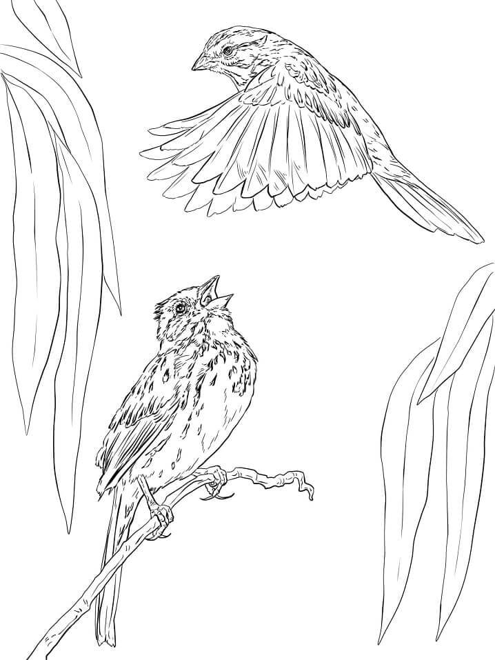 Dibujo de Dos Gorriones Cantores para Colorear