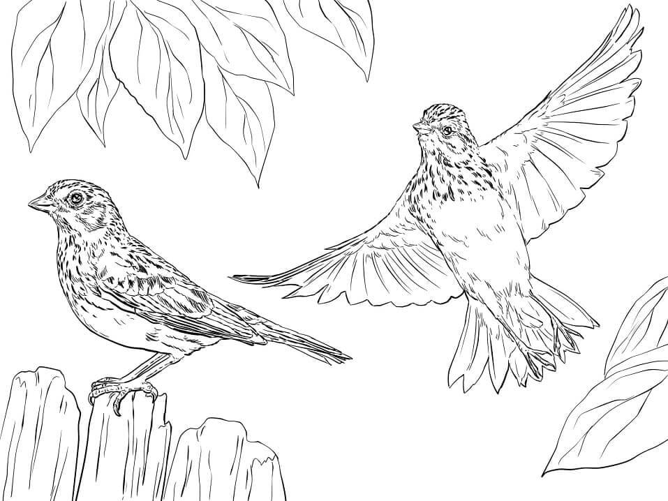 Dibujo de Dos Gorriones de Vesper para Colorear