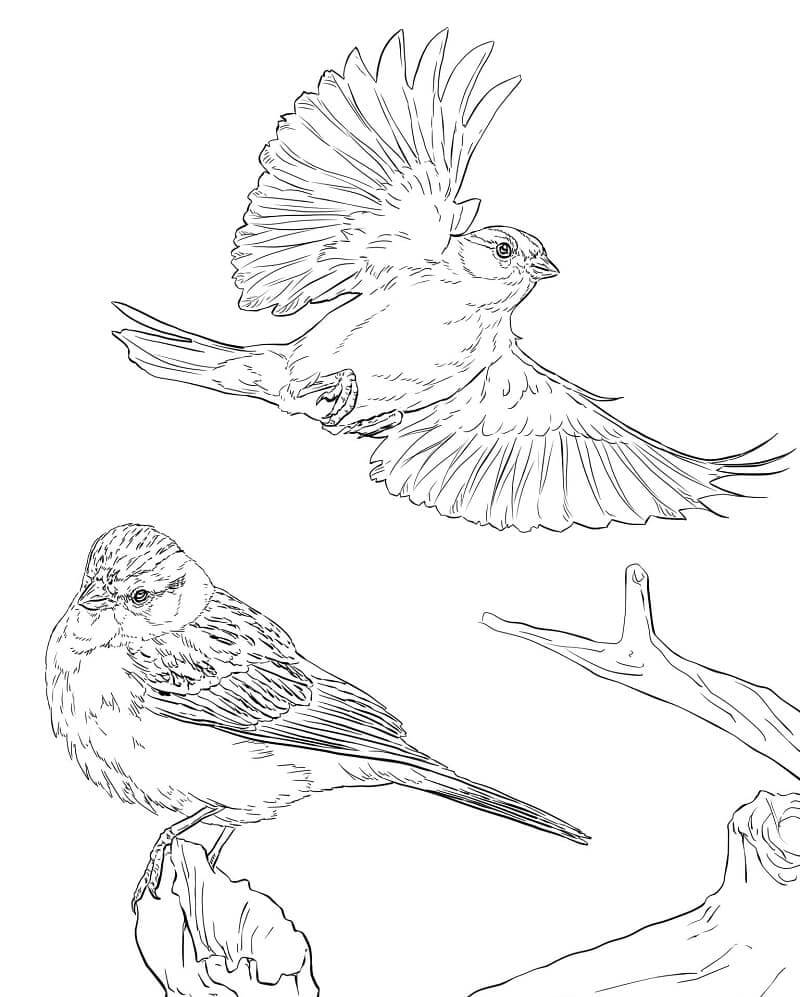 Dibujo de Dos Gorriones de Pie y Volando para Colorear