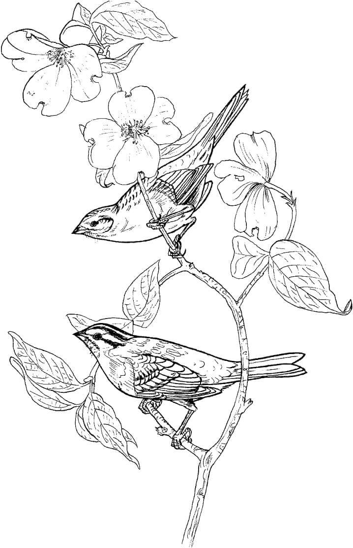 Dibujo de Dos Gorriones para Colorear