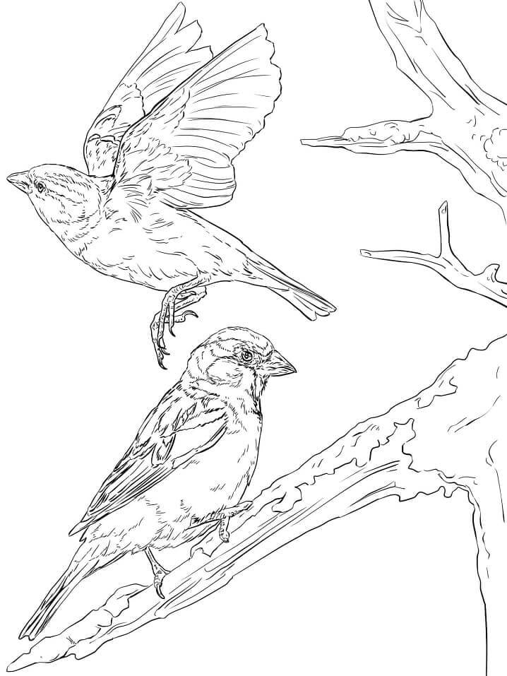 Dibujo de Gorriones Volando y en Rama de Rbol para Colorear